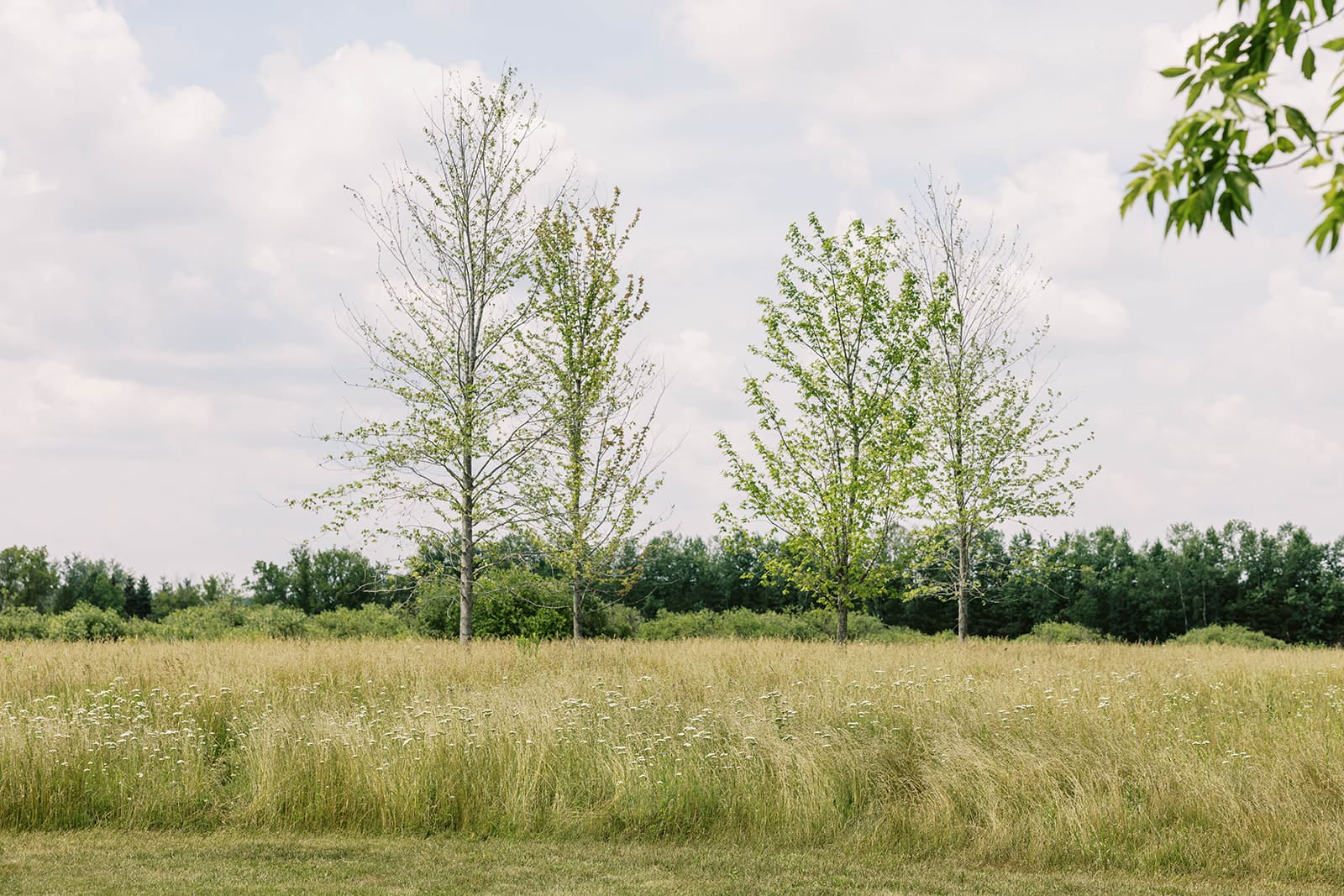Trees and meadow location at Ivory North wedding venue in Mora Minnesota. 