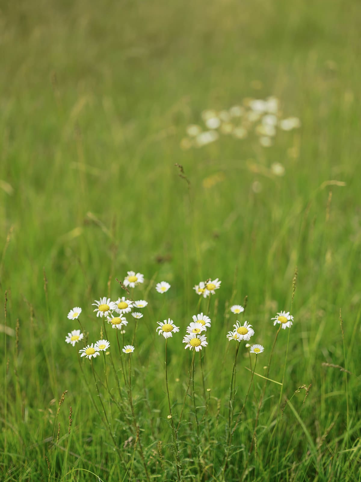 tiny flowers in a field at ivory north wedding venue in Mora, MN. 