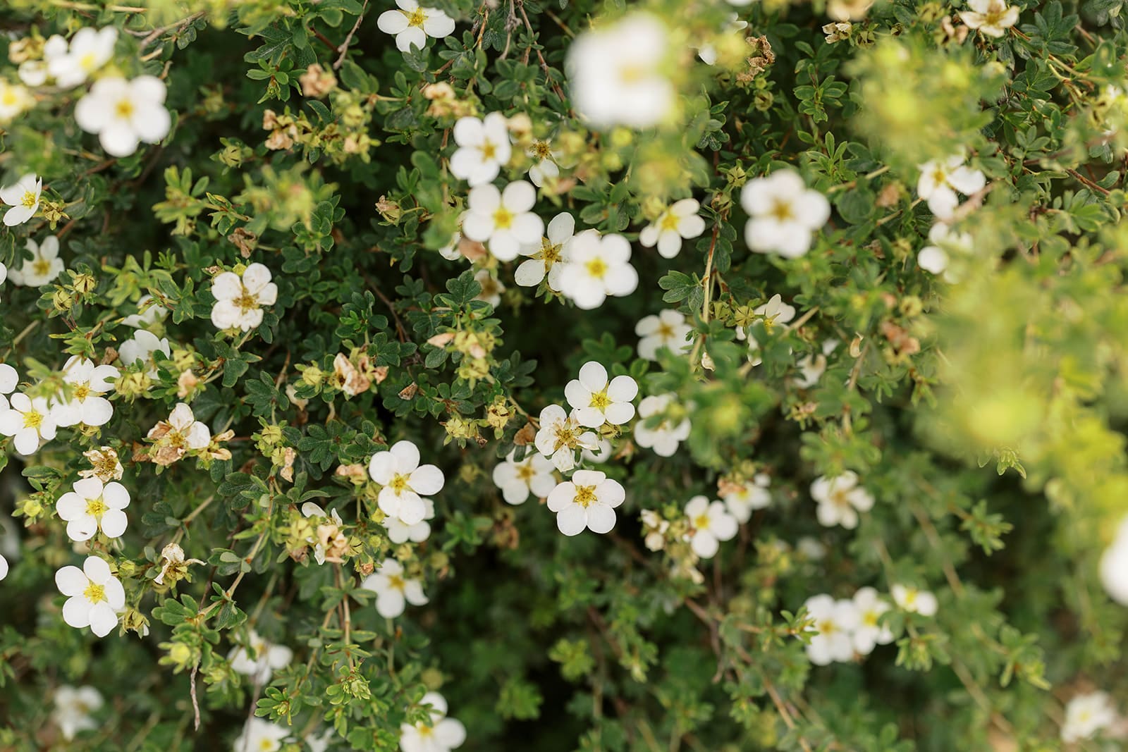photo of flowers in Mora, MN on a wedding day. 