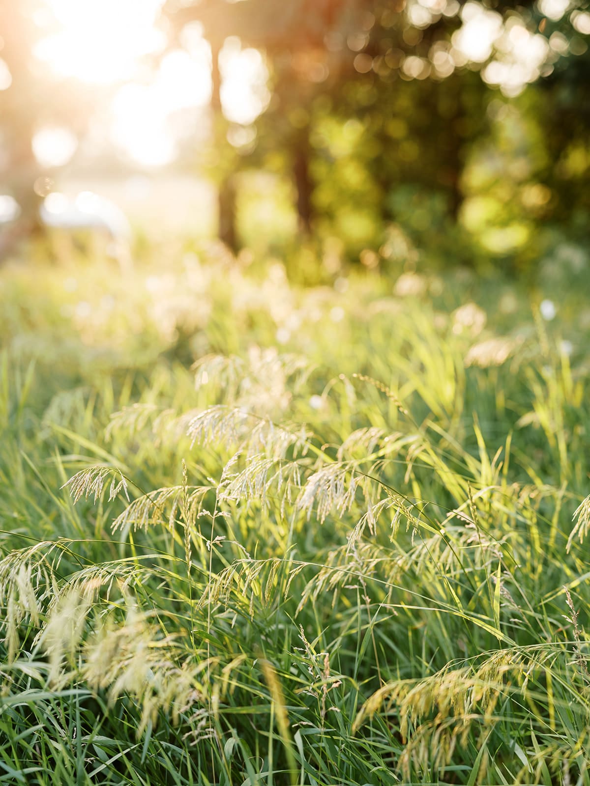 Sunlight and tall grass field in central Minnesota. 